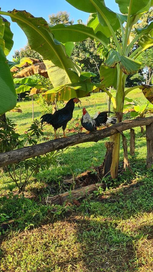 True Nature Chiang Mai - Yoga & Meditation Homestay Retreat Zewnętrze zdjęcie
